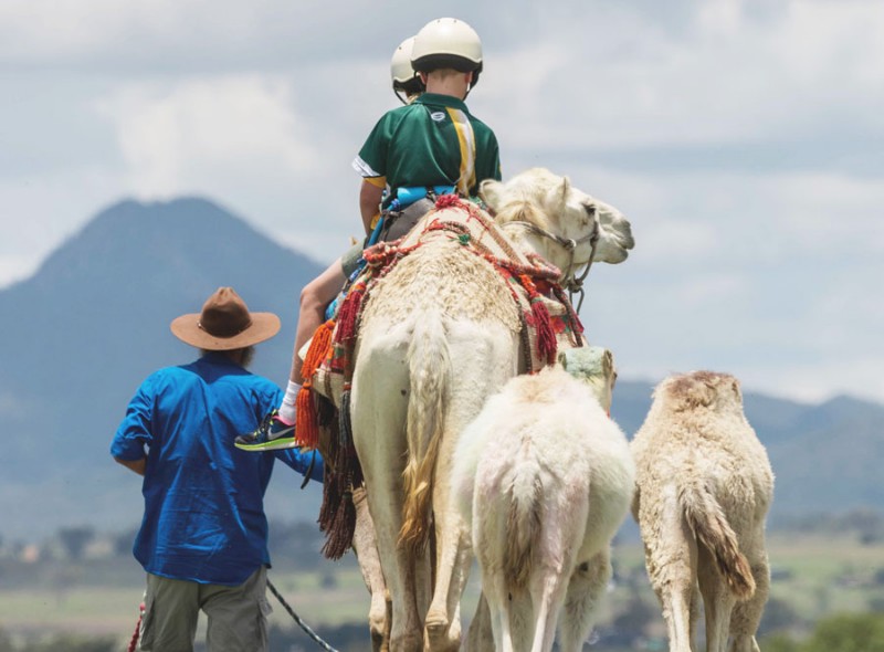 Enjoy riding camels less than an hour out of Brisbane