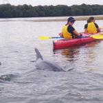 dolphins ships graveyard kayak1 150x150