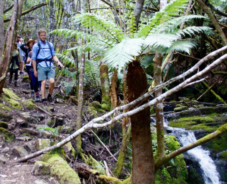 mt wellington half day hiking tour3 768x624