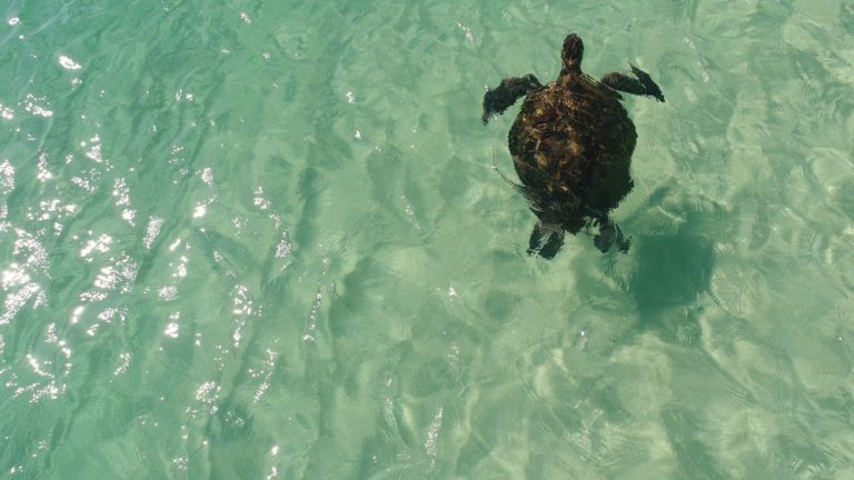 snorkeling and diving 295489b 768x432