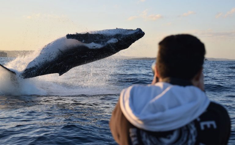 whale and dolphin watching 10687 768x475