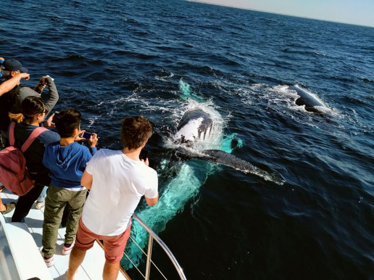 whale and dolphin watching 246118 768x576