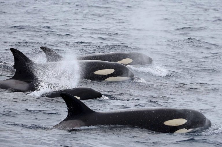 whale and dolphin watching 188883g 768x511